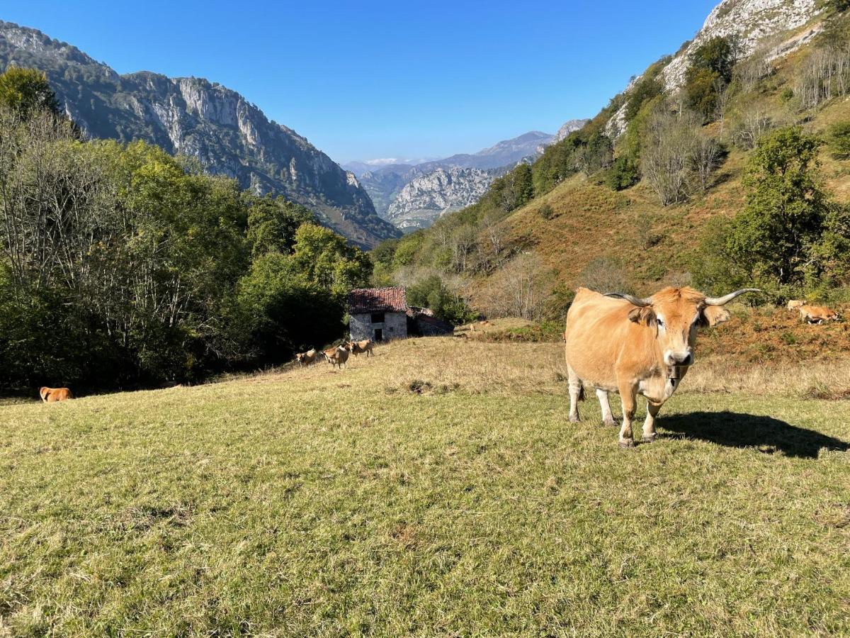 Lapaserina-A Arenas De Cabrales Exterior photo